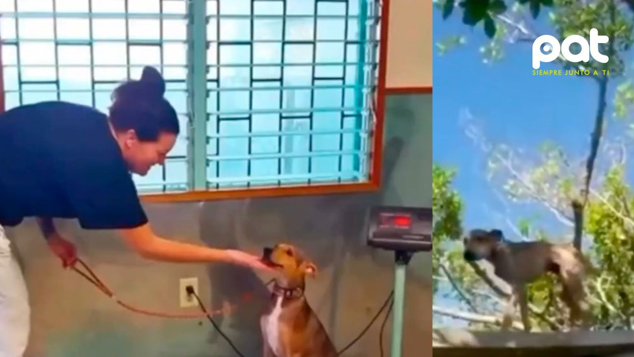 http://www.redpat.tv//uploads/Un_perro_estuvo_6_meses_abandonado_en_una_isla_y_sobrevivio_comiendo_cangrejos_8c6ac8be31.jpg