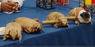 Decomisan quirquinchos disecados usados como matracas en el Carnaval de Oruro