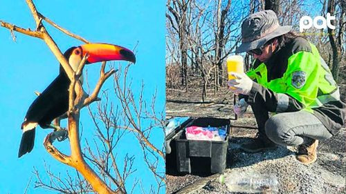 Emergencia en Ñembi Guasu: brigadas auxilian fauna silvestre afectada