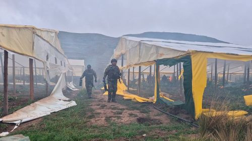Antidroga destruyen 20 viveros de marihuana en Potosí con daño millonario