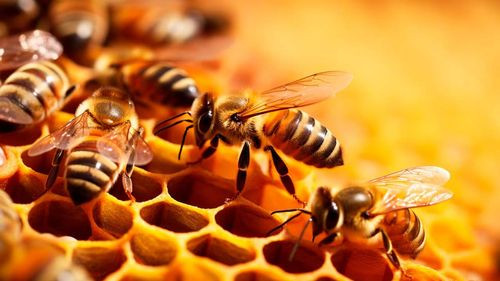 La ciencia investiga el veneno de abeja como alternativa frente al cáncer de mama