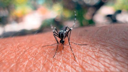 COED se reunirá este martes ante el incremento de casos de chikungunya en Santa Cruz