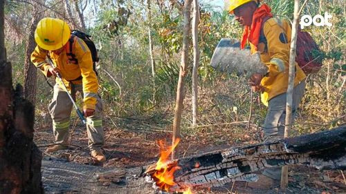 FFAA controlan más de 90 incendios y alerta sobre ataques a reservas naturales