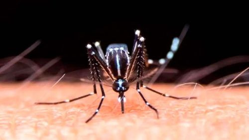 Potosí se declara en alerta epidemiológica por casos de chikungunya