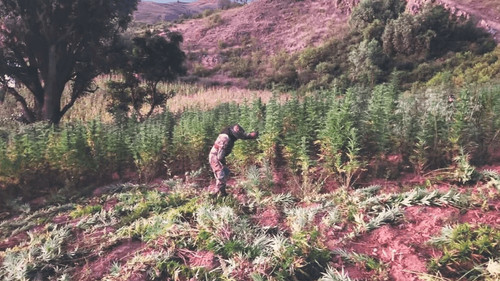 Detectan en Bolivia producción de marihuana ICE; desde enero decomisan más de una tonelada