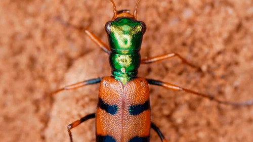 Escarabajo tigre de la Chiquitania busca apoyo boliviano en concurso internacional