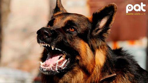 Alerta en Sucre: Confirman 11 casos de rabia canina en lo que va del año