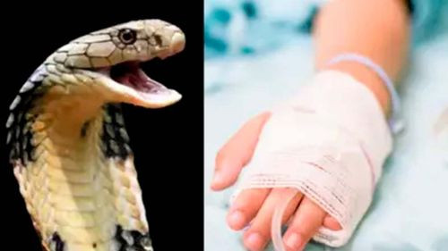 Niño de 7 años en estado crítico tras ser mordido por víbora cascabel en Tarija