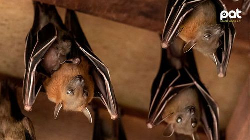 Científicos descubren 20 nuevos virus en murciélagos de China,  dos ligados a enfermedades letales