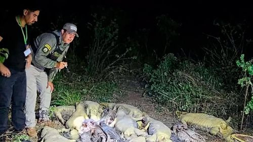 Hallan 41 caimanes muertos en Beni e investigan biocidio