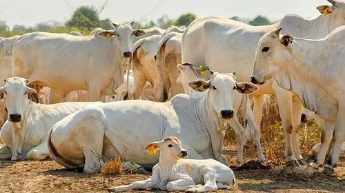 Ganaderos destacan acuerdo con China que amplía exportación de carne y vísceras bolivianas