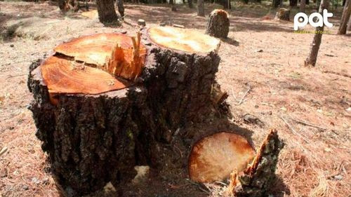 Villa Montes solicita al Senado inspección urgente por deforestación masiva