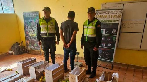 Cajas de tomate ocultaban 26 paquetes de marihuana en bus de Los Yungas