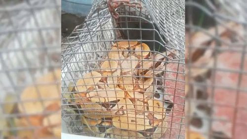 Encuentran serpientes de gran tamaño en barrio de El Recreo