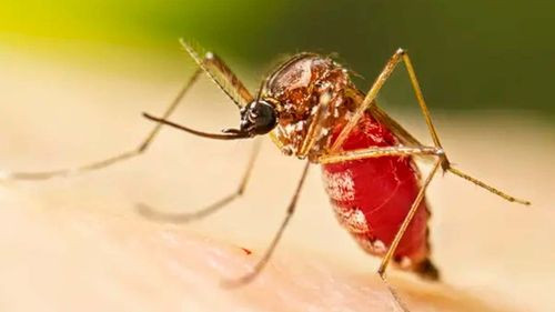 Alerta roja sanitaria sigue vigente en Santa Cruz por aumento de casos de chikungunya