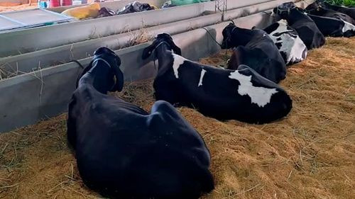 Productores de leche advierten que la falta de diésel impide sacar la producción de las granjas