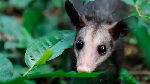 Traslocan 17 carachupas y un puercoespín rehabilitados a su entorno natural