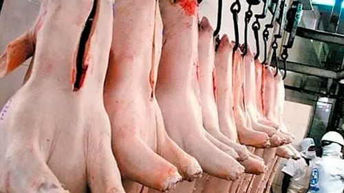  Productores de cerdo aguardan certificación internacional para iniciar la exportación de carne