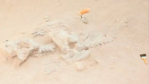 Descubren duelo fósil entre supercarnívoros prehistóricos más temibles que el T. rex