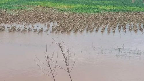 Inundaciones afectan más de 15.000 hectáreas en San Pedro