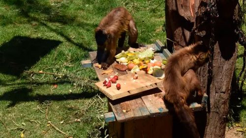 El Bioparque Vesty Pakos asegura la integridad de sus animales y su infraestructura durante los recientes incidentes en La Paz