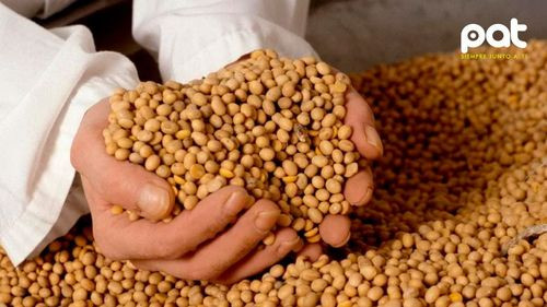 Bolivia libera 82  variedades de semillas para fortalecer la seguridad alimentaria y los ingresos agrícolas