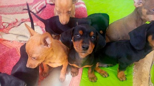 CEMZOO prioriza atención de mascotas rescatadas de la Feria 16 de Julio