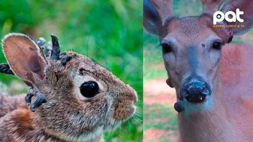 Ciervos con bultos virales: veterinarios aclaran que no son peligrosos para personas ni mascotas