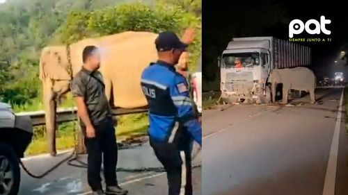 Elefante bebé muere atropellado y su madre intenta mover el camión