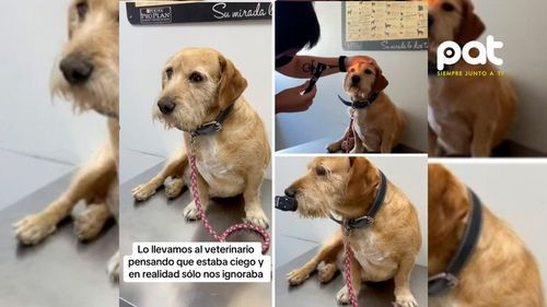  Llevan a su perrito al veterinario por creer que estaba ciego, pero solo los ignoraba