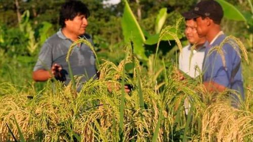 Cocaleros denuncian vigilancia con dron en el Chapare mientras Evo Morales permanece resguardado