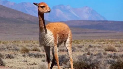 Aprehenden a dos personas por presunta caza ilegal de vicuñas en potosí