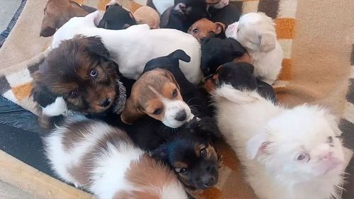 Adopción de mascotas rescatadas alcanza 871 registros