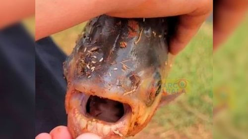Increíble hallazgo en un estanque de Oklahoma: Niño atrapa un pez con dientes humanos