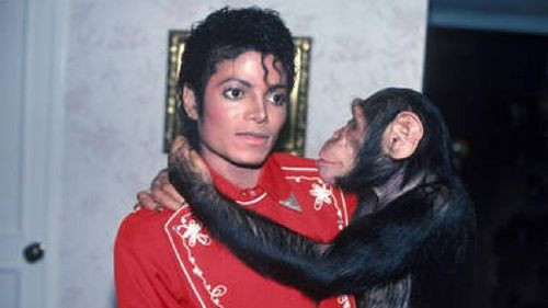 La nueva vida de Bubbles, el Chimpancé de Michael Jackson, a sus 41 años