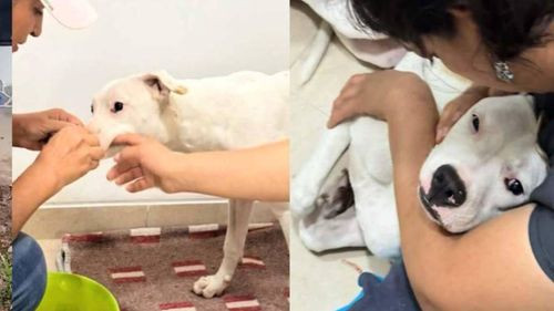 Sasha fue rescatada del maltrato y conmueve video que muestra como vuelve a confiar en los humanos