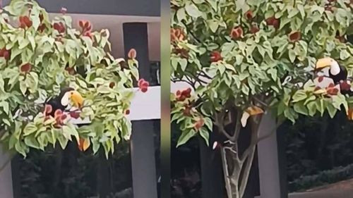 Tucanes son captados comiendo frutos de un árbol de urucú en una vivienda de Santa Cruz y su hazaña se volvió viral