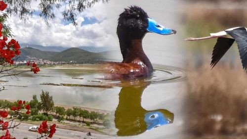 Lluvias: Alalay vuelve a la vida y hoy es el hogar de 35 especies de aves acuáticas