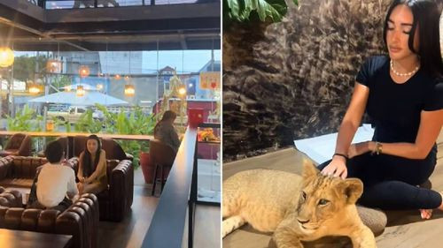Controversia por cafés con leones en Tailandia genera debate sobre ética animal