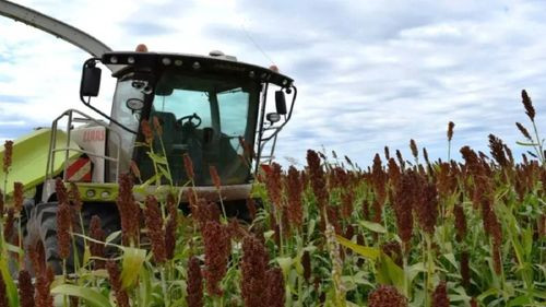 Bolivia articula la primera cadena del sorgo y proyecta ampliar el área de siembra