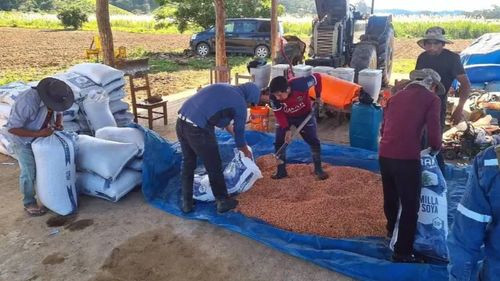 Siembra de soya en el norte paceño: Hay limitaciones técnicas, logísticas y ambientales, advierte experto