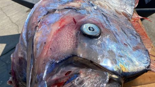 Alarma por el hallazgo de tres peces remo gigantes en Oceanía, una especie conocida por ser mensajeros del fin del mundo