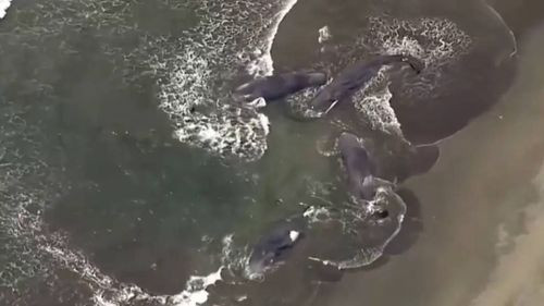 Cuatro ballenas aparecen varadas en Japón horas antes de la alerta de tsunami