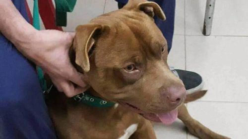 Ataque de perros deja gravemente herida a mujer en Tarija