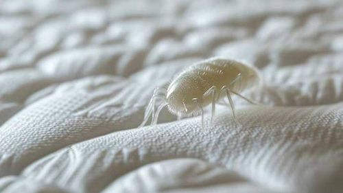 Cómo eliminar ácaros de colchones y almohadones, y evitar ataques de alergia