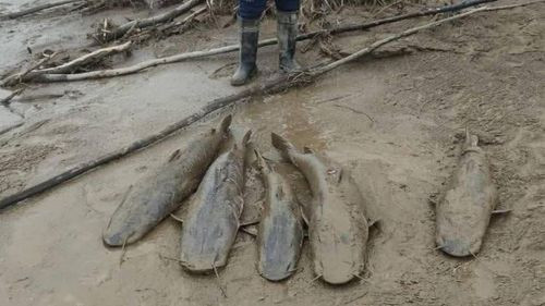 La mortandad de peces en Río Grande apunta a las bajas temperaturas