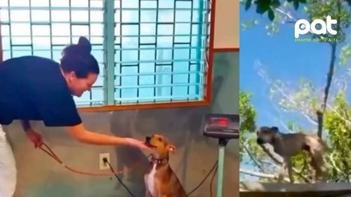 Un perro estuvo 6 meses abandonado en una isla y sobrevivió comiendo cangrejos y tomando agua de lluvia