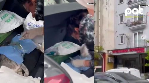 Cirugía en el maletero: veterinaria salva a una gata en pleno sismo