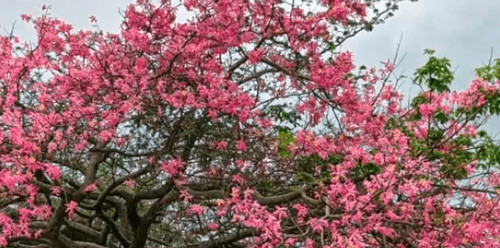 Los toborochis florecen y tiñen de rosa las calles de santa cruz