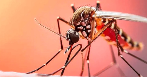 Niña con fiebre amarilla está grave y en observación en santa cruz